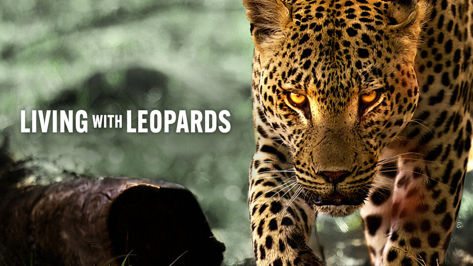 Poster of Living with Leopards