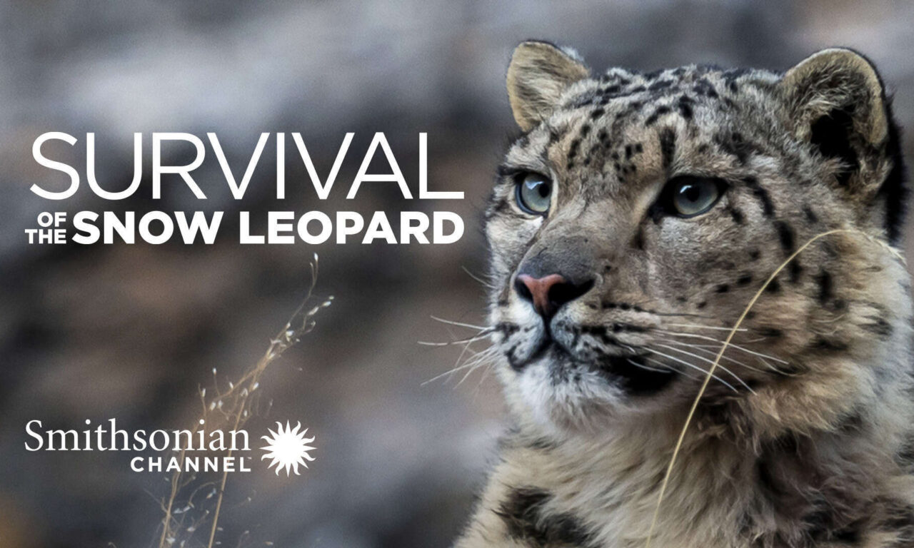 Poster of Survival Of The Snow Leopard