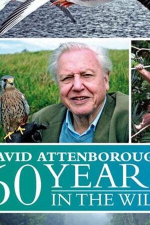 Xem phim 60 Năm Trong Hoang Dã  - Attenborough 60 Years In The Wild (2012)